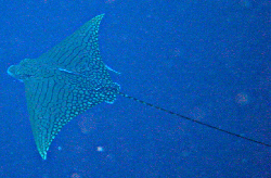 DSC00910 for fishbase Aetomylaeus vespertilio.jpg